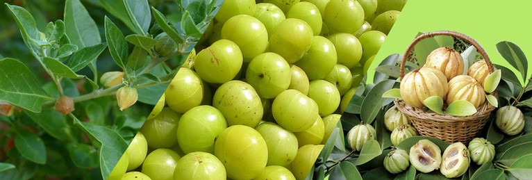 Fibra Ricavata Da Frutti Di Piante Tropicali
