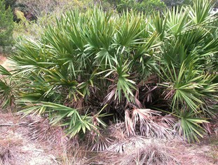 germogli da semi di yucca prostata