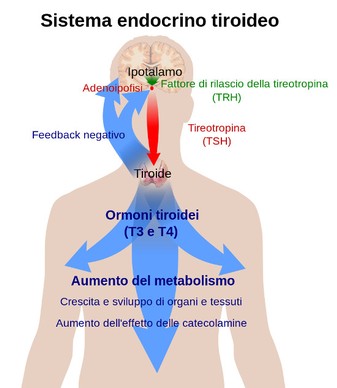 Leggi questo articolo controverso e scopri di più sulla generico online